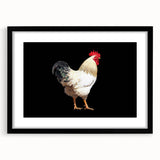 Framed wall art featuring a detailed chicken design with vibrant colors, set in a sleek black frame, perfect for adding a contemporary touch to home decor.
