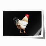 Colorful wall art print featuring a whimsical chicken design with intricate details, ideal for enhancing home decor. This rolled print showcases vibrant hues and charming aesthetics, perfect for bird lovers and art enthusiasts.