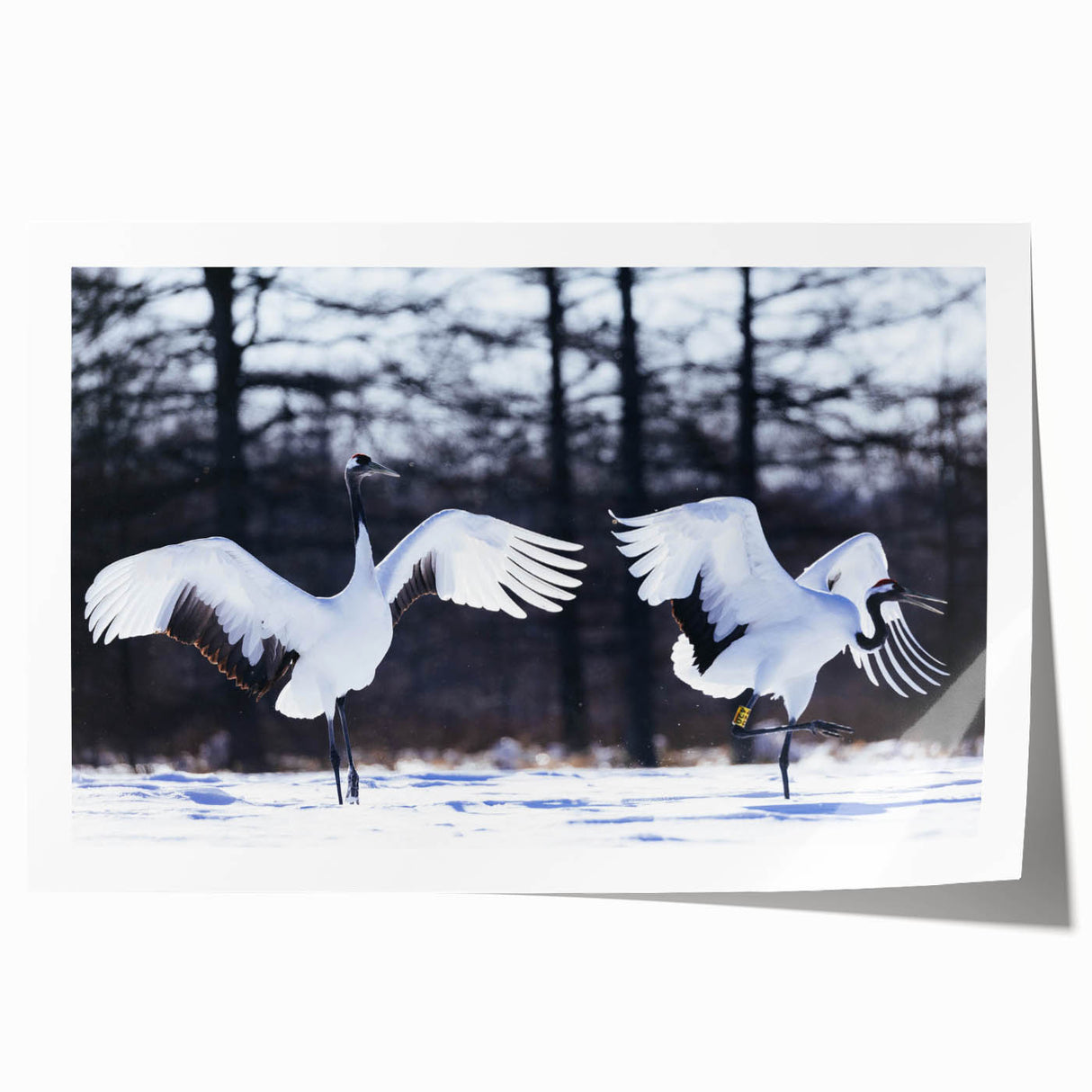 Elegant wall art featuring a crane design in soft pastel colors, rolled and ready for display, ideal for enhancing modern home decor while celebrating nature's beauty.