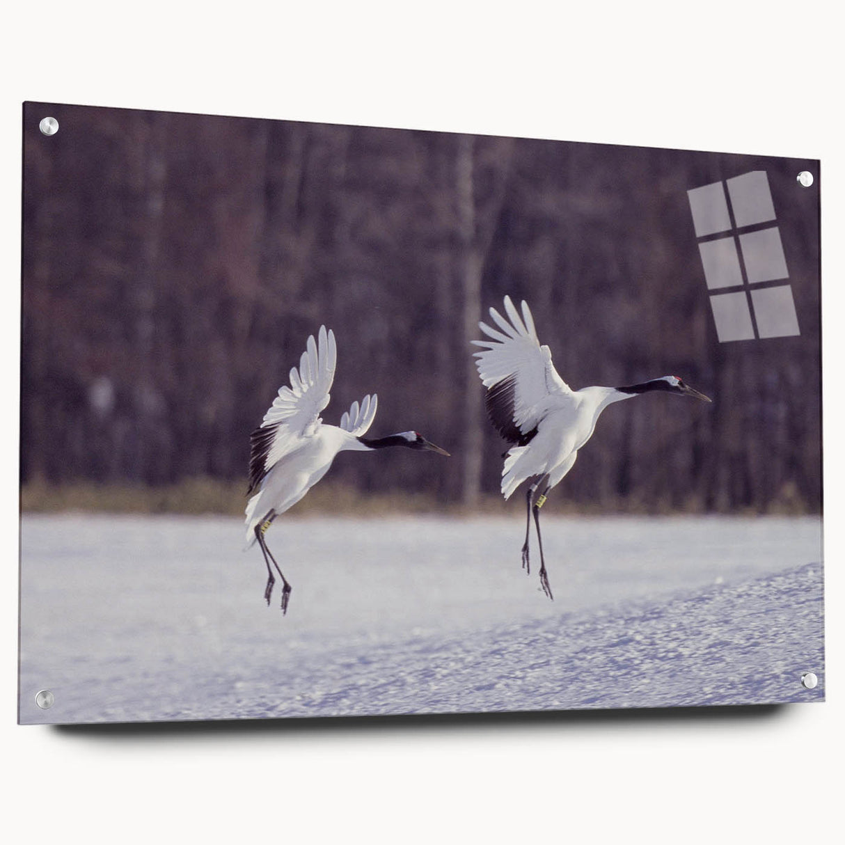 Elegant wall art display featuring a side view of a crane design on acrylic glass, showcasing intricate details and vibrant colors, ideal for modern decor.