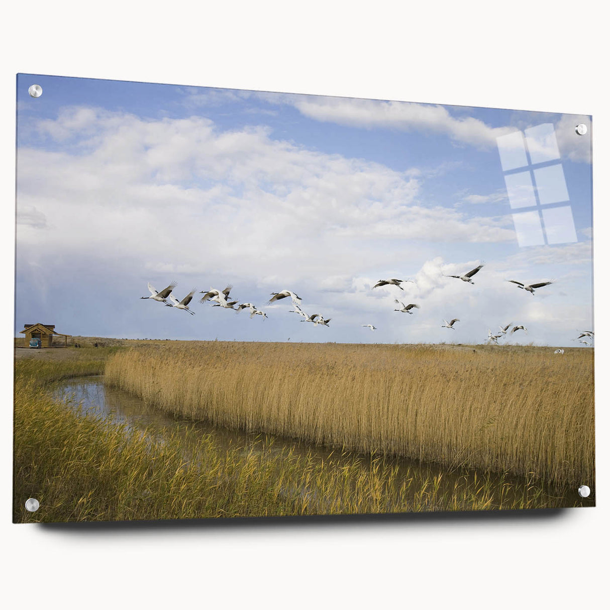 Elegant wall art display featuring a side view of a crane design printed on acrylic glass, showcasing vibrant colors and intricate details, ideal for modern decor.