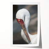 Elegant wall art print showcasing a crane design with intricate details and vibrant colors, rolled for easy shipping and display. Ideal for home decor enthusiasts.
