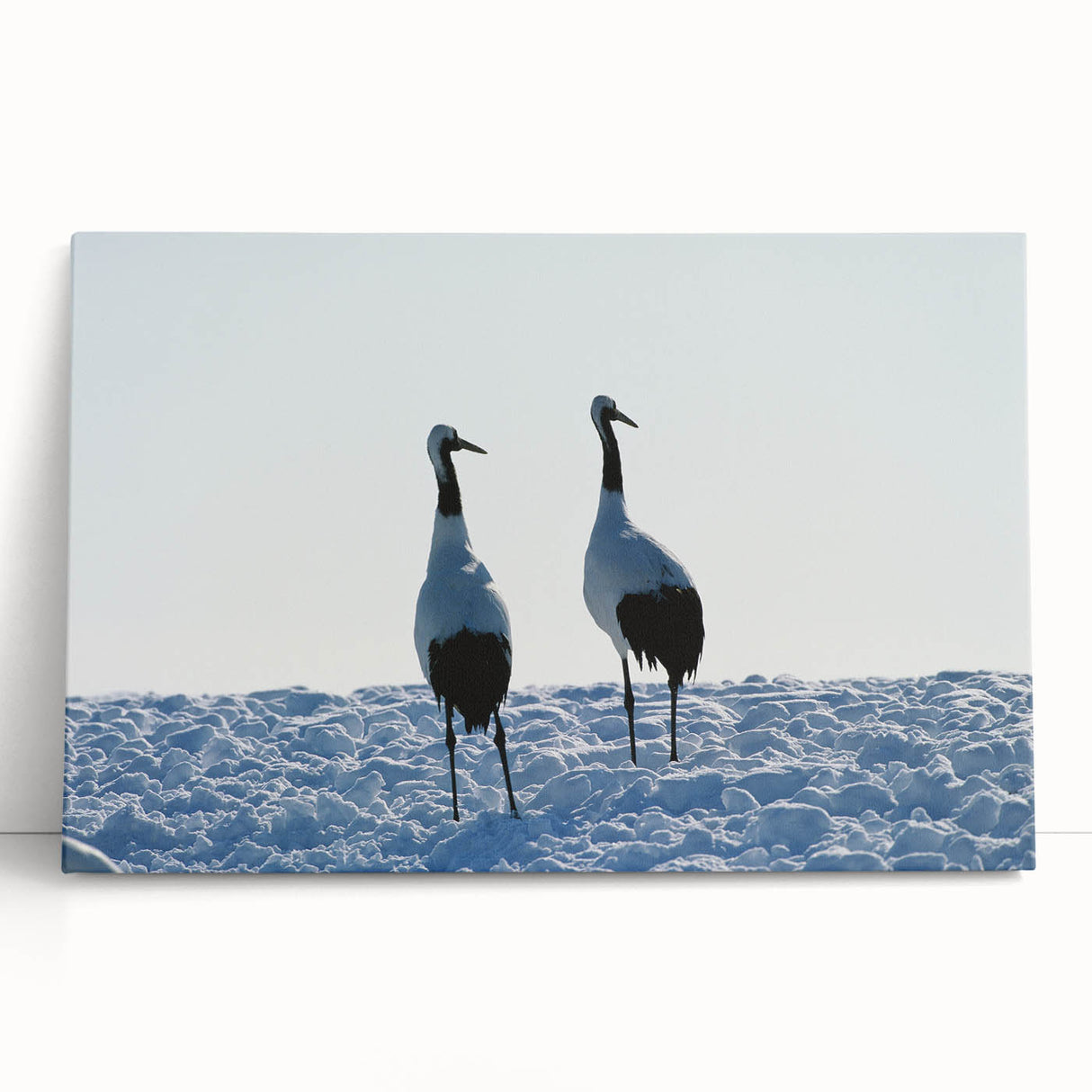 Stretched canvas wall art featuring elegant cranes in soft pastel colors, perfect for adding a serene touch to modern home decor. Ideal for nature lovers.