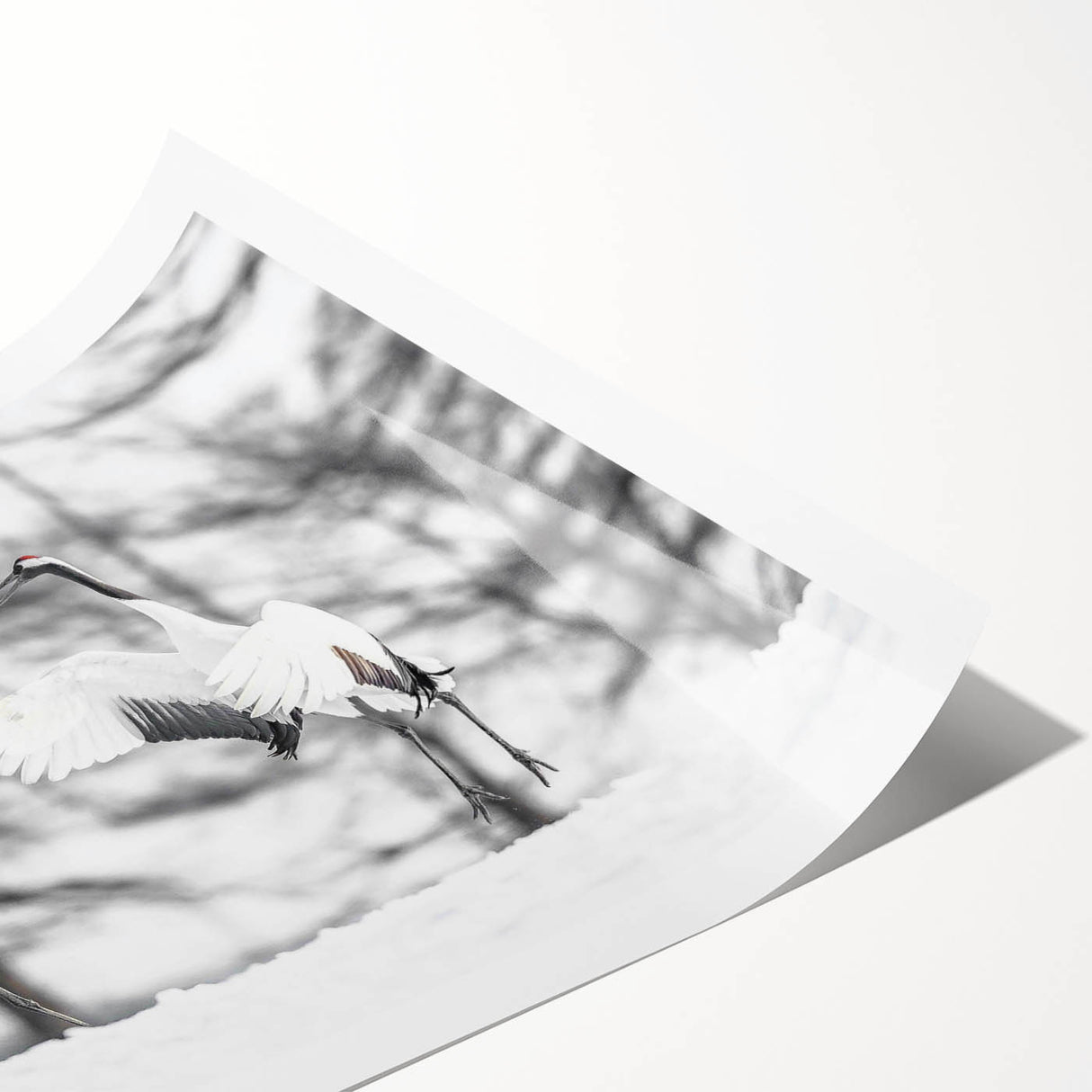 Elegant rolled print of a crane wall art design, showcasing intricate details and vibrant colors, perfect for enhancing home decor with a nature-inspired theme.