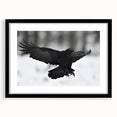 Framed wall art featuring a detailed design of a crow and raven, presented in a sleek black frame with a white mat, perfect for modern decor and bird enthusiasts.