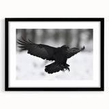Framed wall art featuring a detailed design of a crow and raven, presented in a sleek black frame with a white mat, perfect for modern decor and bird enthusiasts.