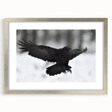 Framed wall art featuring a crow and raven design, elegantly displayed in a silver frame with a mat, showcasing intricate details and a modern aesthetic. Ideal for bird lovers and home decor enthusiasts.