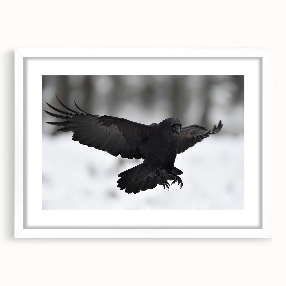 Framed wall art featuring a striking design of a crow and raven, presented in a white mat with a sleek black frame, ideal for enhancing modern decor.
