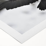 Close-up of a rolled canvas print showcasing a striking design of a crow and raven, featuring intricate details and vibrant colors, perfect for bird lovers and wall art enthusiasts.