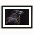 Black-framed wall art showcasing an intricate design of a crow and raven, elegantly matted, perfect for enhancing modern home decor with its striking avian imagery.