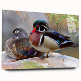 Acrylic wall art collection featuring a side view of a duck design, showcasing vibrant colors and intricate details, perfect for modern home decor.