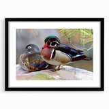 Black-framed wall art featuring a charming duck design within a mat, showcasing intricate details and vibrant colors, perfect for home decor.