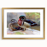 Elegant wall art featuring a golden-framed duck design with intricate details and a mat, perfect for enhancing home decor with a touch of nature-inspired elegance. Ideal for bird lovers and art enthusiasts seeking unique decor options.
