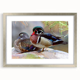 Framed wall art collection featuring a duck design with a silver mat, showcasing vibrant colors and intricate details, perfect for home decor or nature enthusiasts.