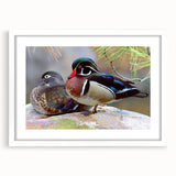 Framed wall art featuring a whimsical duck design, set against a white background with a mat, ideal for home decor in nurseries or playful spaces. Perfect for art enthusiasts seeking unique, nature-inspired pieces to enhance their interior style.