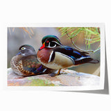 Elegant wall art print featuring a vibrant duck design on a textured background, ideal for home decor, displayed rolled in a protective cardboard tube.