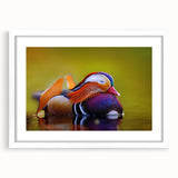 Framed wall art collection featuring a whimsical duck design in a white mat, perfect for children's decor. The artwork showcases vibrant colors and playful details.