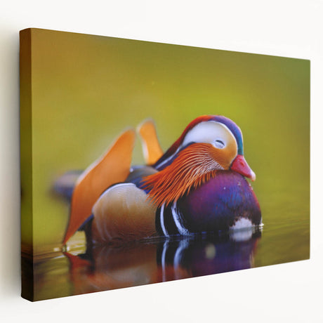 Colorful duck-themed wall art collection on stretched canvas, showcasing vibrant birds in a serene nature setting, perfect for home decor enthusiasts.