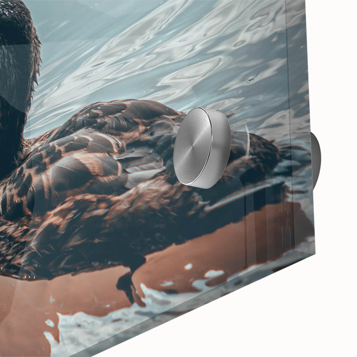 Close-up of a vibrant acrylic glass wall art piece featuring a whimsical duck design, showcasing intricate details and colors, perfect for modern home decor.