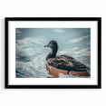 Framed wall art collection featuring a stylish duck design with a black mat, perfect for modern home decor. Ideal for bird lovers and art enthusiasts.