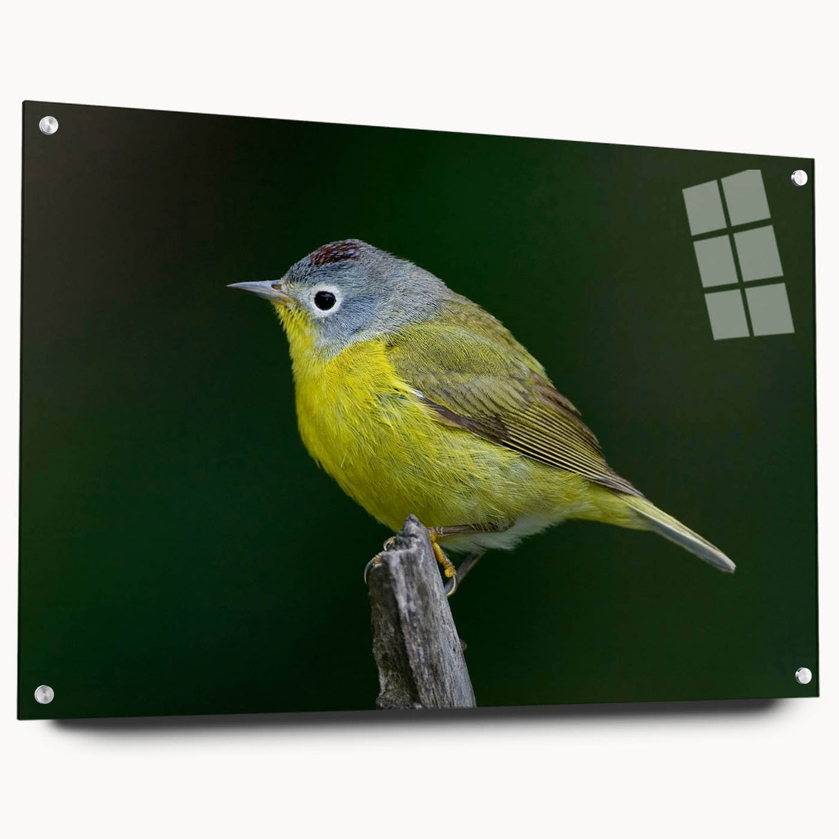 Colorful acrylic wall art design showcasing various garden birds, displayed from a side view with decorative pins. Perfect for nature-themed decor.