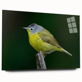 Colorful garden birds wall art design displayed in a sleek acrylic frame, showcasing vibrant bird illustrations in a contemporary style, perfect for home decor.