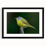 Framed wall art featuring a vibrant garden birds design with a black frame and mat, showcasing colorful bird illustrations ideal for nature lovers and home decor.