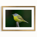 Framed wall art showcasing a vibrant collection of garden birds, featuring a gold mat and sleek frame, ideal for enhancing home decor and nature themes.