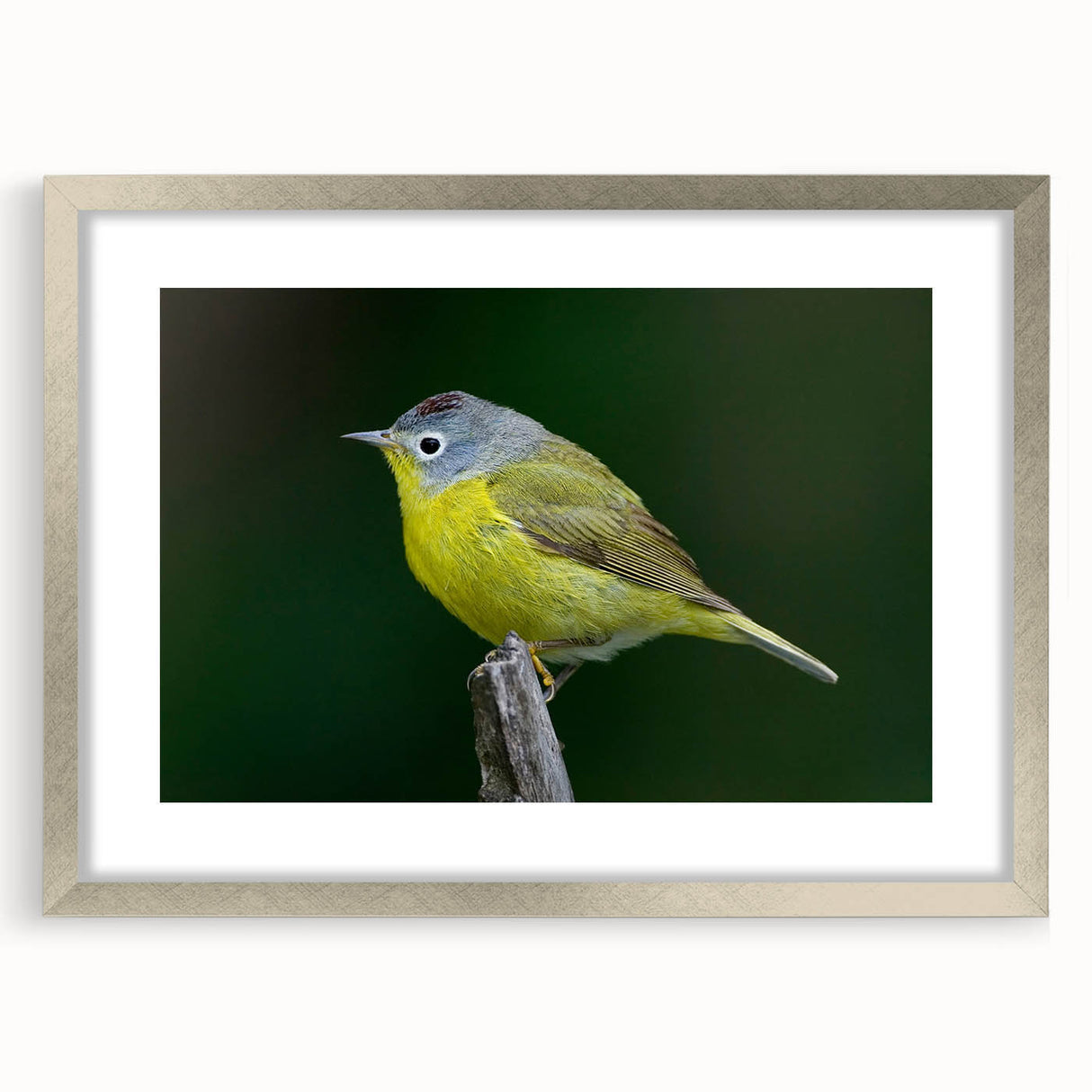 Framed wall art featuring a vibrant garden birds design in silver frame, showcasing colorful birds and floral elements, ideal for nature-inspired home decor.