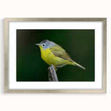 Framed wall art featuring a vibrant garden birds design in silver frame, showcasing colorful birds and floral elements, ideal for nature-inspired home decor.