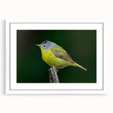 Framed wall art featuring a vibrant garden birds design with a white mat, showcasing colorful avian illustrations, perfect for nature-inspired home décor.