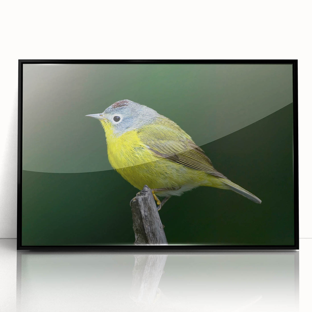 Framed wall art featuring a vibrant garden birds design with a black frame, showcasing colorful bird illustrations and lush foliage, perfect for home decor.