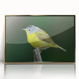 Framed wall art featuring a vibrant garden birds design, showcasing colorful birds perched among lush foliage with a sleek gold frame, ideal for home decor.