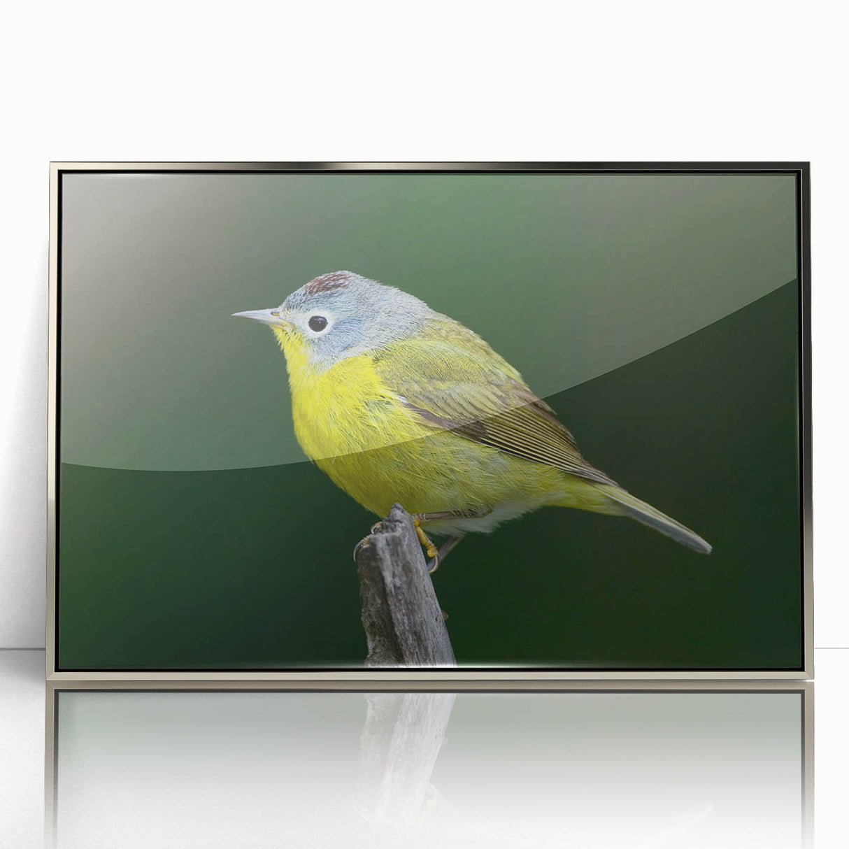 Framed acrylic wall art showcasing colorful garden birds in a vibrant design, featuring a sleek silver frame that enhances the artwork's beauty. Ideal for bird lovers and home decor enthusiasts.
