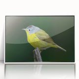 Framed wall art featuring a vibrant design of garden birds in various colors, set against a white background, perfect for enhancing home decor with nature-inspired elegance.