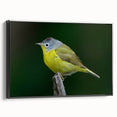 Framed canvas wall art featuring a vibrant garden birds design in rich colors, showcasing a black frame from a side view, ideal for nature-inspired decor.