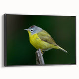 Framed canvas wall art featuring a vibrant garden birds design in rich colors, showcasing a black frame from a side view, ideal for nature-inspired decor.