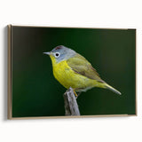 Framed canvas wall art displaying a vibrant garden bird design with gold accents, showcasing colorful birds perched among lush foliage, perfect for home decor.