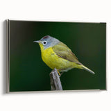 Framed wall art featuring a collection of vibrant garden birds on a textured canvas, showcased in a stylish silver frame, perfect for enhancing home decor.