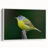 Framed canvas wall art showcasing a vibrant collection of garden birds in a natural setting, featuring bright colors and intricate details, ideal for home decor.