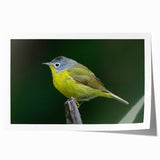 Vibrant rolled print of garden birds wall art, showcasing colorful avian illustrations on a textured background, ideal for home decor enthusiasts.