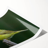 Colorful garden birds wall art print showcasing vibrant illustrations of various bird species perched among lush foliage. Ideal for home decor and nature enthusiasts.