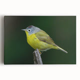 Vibrant canvas wall art featuring a collection of colorful garden birds perched among lush greenery, perfect for adding a lively touch to home decor.