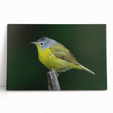 Colorful wall art design featuring various garden birds on a stretched canvas, showcasing vibrant hues and intricate details, perfect for home decor.