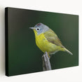 Colorful garden birds wall art on stretched canvas, showcasing vibrant blues, reds, and yellows, perfect for nature-themed decor in living spaces.