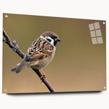 Side view of a vibrant acrylic glass wall art collection featuring garden birds design, showcasing colorful avian illustrations with pin mounting for easy display.