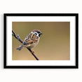 Framed wall art depicting colorful garden birds design, featuring a sleek black frame and mat. Ideal for home decor, adding vibrant nature-inspired aesthetics.