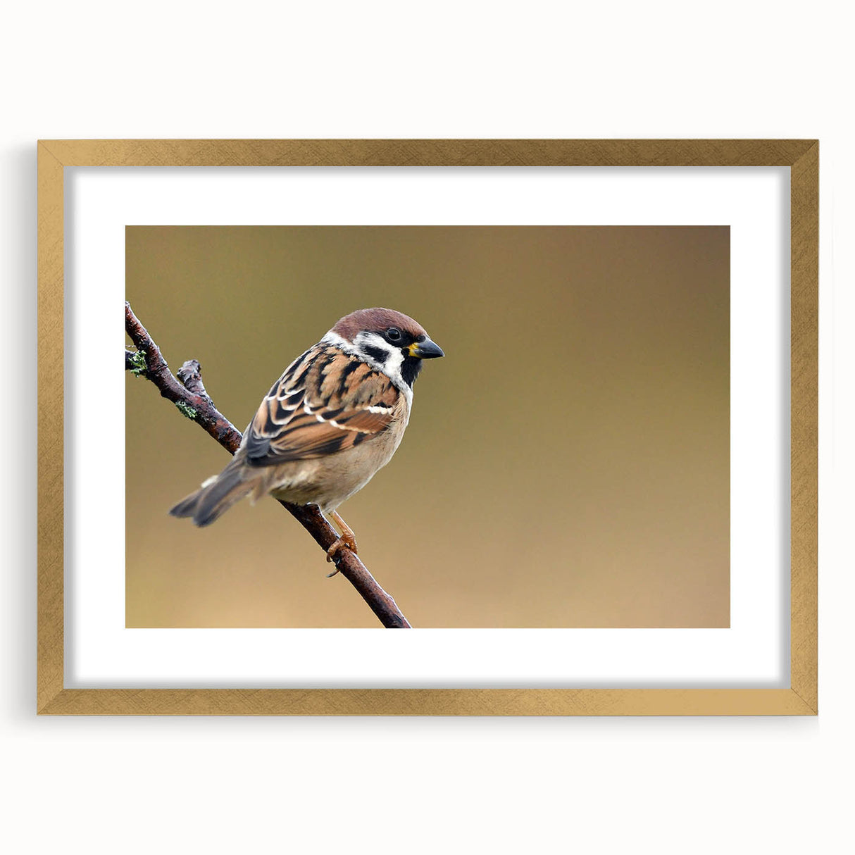 Elegant wall art featuring a collection of colorful garden birds in a gold frame with a mat, perfect for enhancing home decor and adding a touch of nature.