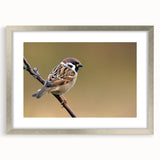 Framed wall art featuring a vibrant garden birds design, displayed in a sleek silver frame with a mat, perfect for enhancing home decor and nature-themed spaces.