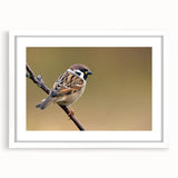 Framed wall art featuring a collection of colorful garden birds, displayed with a white mat, perfect for enhancing home decor with nature-inspired elegance.